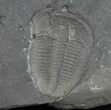 Elrathia Trilobite With Counterpart #10463-2